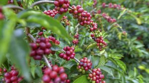 kaffe bønnesort Geisha