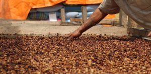 kaffe pulped natural proces