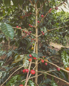 kaffe bønnesort Maragogype