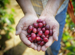 kaffe bønnesort Pacamara
